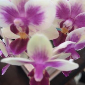 Meet your Posher, Elise